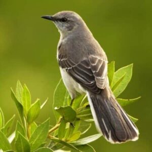 دانلود آهنگ Eminem به نام Mockingbird | امینم مرغ مقلد