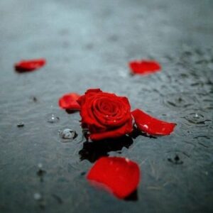 دانلود ریمیکس بانو من عاشقتم پروانه میشم واسه شمع