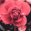 دانلود آهنگ میبرم اما آرزو کم نی بدنم داره از حال میره تو تمرین